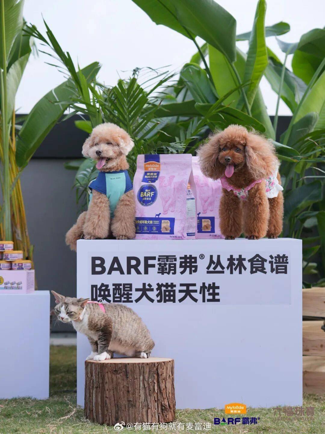 0亿宠物食品赛道谁能笑到最后?CQ9电子两大阵营争抢300(图6) 0亿宠物食品赛道谁能笑到最后?CQ9电子两大阵营争抢300(图6)