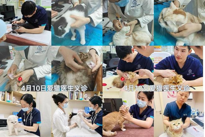 车深圳站：专业的猫咪健康守护行动CQ9电子网站新瑞鹏爱猫义诊直通(图4)
